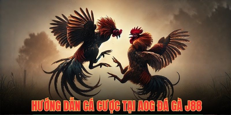 Hướng dẫn cá cược siêu chuẩn trong sảnh AOG đá gà