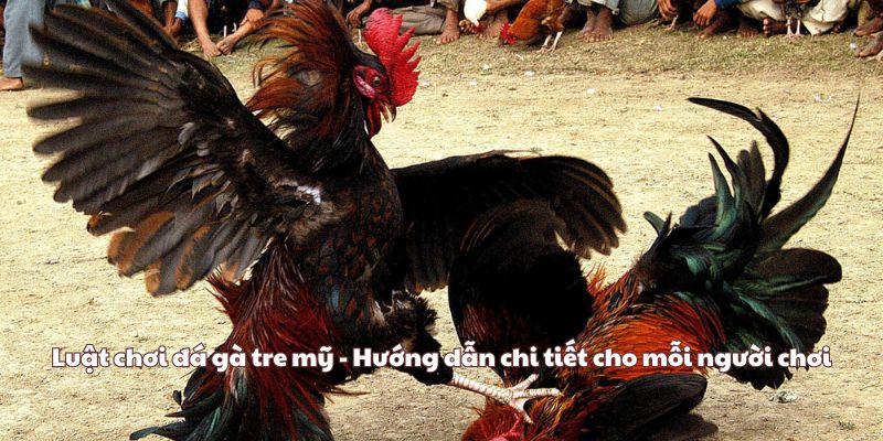 Luật chơi đá gà tre mỹ - Hướng dẫn chi tiết cho mỗi người chơi